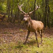 Wildlife “Rescue” Goes Awry When Woman Is Repeatedly Gored By Neighbor’s Pet Deer