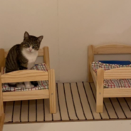 Woman Builds A Bedroom For Her Cats With Miniature ‘Human’ Beds