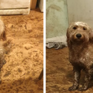 Woman Comes Home To A Mud-Soaked Kitchen After Dog Sneaks In Through The Cat Door