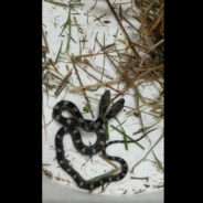 Woman Finds A Two-Headed Snake Slithering Inside Her Home