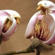 Yulan Magnolia Flowers Look Like Beautiful Birds