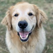 10 Golden Retriever Rescues Looking For Fosters And Adopters