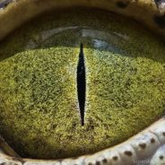 15 Extremely Close-Up Photos Of Animal Eyes