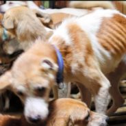 164 Emaciated Dogs Rescued From Horrid Conditions In Tiny Japanese Home