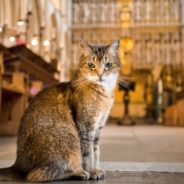 7,000 People Attend Cathedral Cat’s Virtual Memorial Service To Honor Beloved Stray