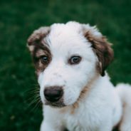 A discussion on veterinary access to care with Dr. Blackwell