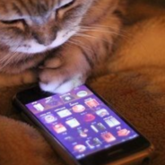 Amazon Engineers Made An App That They Claim Will Translate A Cat’s Meows Into Words