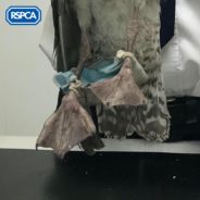 Animal Rescue Pleads ‘Snip The Straps’ On Disposable Face Masks After Hundreds Of Wild Animals Become Entangled In Them