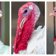 Animal Sanctuary Holds Thanksgiving Feast Where Turkeys Are The Guests Not The Meal