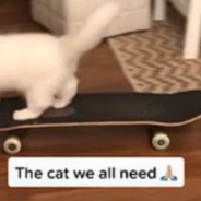 Cat Goes Viral For Its Incredible Skateboarding Skills