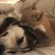 Cat Raises Puppy And Grooms Her Every Night Before Bed