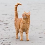 Cat Takes First Trip To Beach And Develops Strong Opinion About The Wind