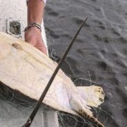 Charter Captain Rescues Sea Turtle Caught In Gill Net Just In The Nick Of Time