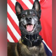 Community Mourns After Police K-9 Is Fatally Shot By Tennessee Gunman