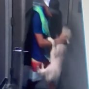 Disgraced CEO Is Finally Charged For Beating Puppy On Camera