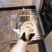 Dog Loads His Food Bowl Into The Dishwasher By Himself