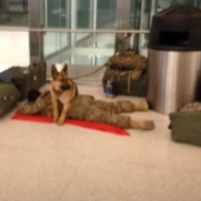 Dog ‘Stands Guard’ While A Solider Naps At The Airport