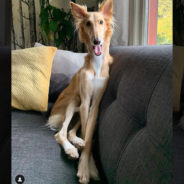 Dog With Extremely Long Legs Goes Viral For Looking Like A Giraffe