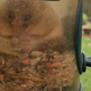 Dormouse Falls Asleep After Eating Too Much Food To Escape A Bird Feeder