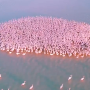 Drone Captures Stunning Shot Of Flamingo Flock In Kazakhstan