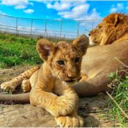 Dutiful German Shepherd Steps Up To Raise Two Lion Cubs