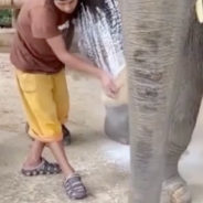 Elephant That Lost Its Front Leg Learns To Walk Again With A New Prosthetic