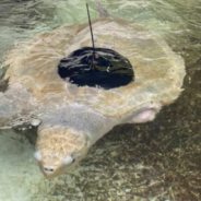 Endangered Sea Turtle Loses Two Flippers And Learns To Swim Again