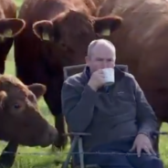 Farmer Goes Viral After Being Spotted Watching The Irish Open With His Cows