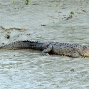 Fashion House Hermès Plans To Hold 50,000 Crocodiles On A Farm In Australia