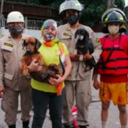 Firefighters Rescue Dogs Stranded In Hurricane Lota Floodwater