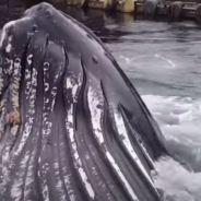 Fisherman Watches As Humpback Whale Swim Under Boats And Breaches Feet From The Dock