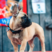 French Bulldog Gets Elected As Mayor Of A Town In Kentucky