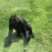 Gentle Gorilla Helps Injured Bird That Got Trapped In His Enclosure