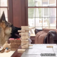 German Shepherd Plays Board Games With The Family During Lockdown