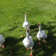 Gosling Recognizes A Man At The Park And Comes Waddling Over To Say Hi