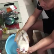 Hilariously Calm Cat Allows Owner to Use Him to Demonstrate How to Bathe a Baby