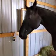 Horse Discovers Mirror For The First Time Making Owner Laugh Over Her Response