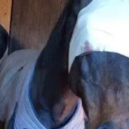 Horse Loses An Eye After Being Hit In The Face With A Firework