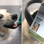 Hospital Hires Comfort Dog To Go Around And Greet Patients