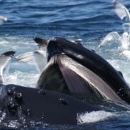 Humpback Whale Nearly Swallows Kayakers Off Coast of California