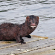 Is COVID-19 Turning Denmark’s Mink Into Zombies?