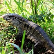 Large Invasive Lizards The Size Of Dogs Are Taking Over The Southeastern United States