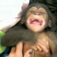 Listen To A Baby Chimpanzee Giggle For The First Time In Its Life