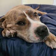 Loving Pit Bull Finally Gets Adopted After Woman Moves Into Shelter To Prove He’s A Good Boy