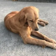 Loyal Dog Walks 62 Miles To Find Her Beloved Family