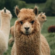 Mama Llama Drama Stops Oregon State Trooper On Highway And Hilarity Ensues