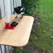 Man Creates Bird Feeder That Trains Magpies To Exchange Trash For Treats