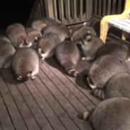 Man Feeds Dozens Of Orphaned Raccoons In Honor Of His Late Wife