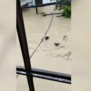 Man Risks His Life To Save Dog Drowning In Typhoon Floodwaters