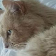 Man Shocked When Late Mom’s Missing Cat Turns Up Safe 3 Years After Grieving Family Said Goodbye